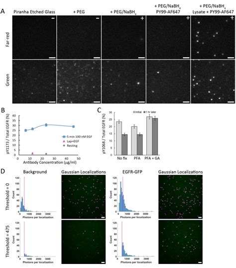 An Optimized Single-Molecule Pull-Down Assay for Quantification of Protein Phosphorylation ...