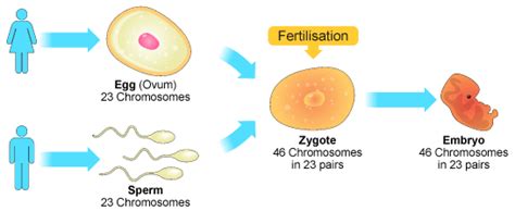 3. Types of Reproduction - Year 8 Science