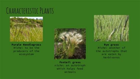 View Plant Adaptations In The Grasslands PNG - Plant Phrase