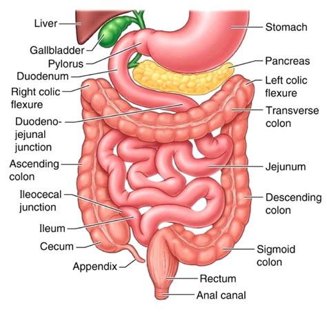 The Small Intestine - Part 4 of the 5 Phases of Digestion