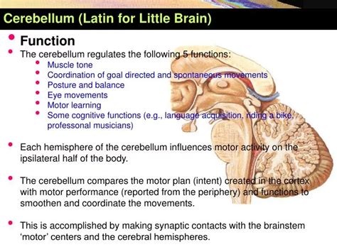 PPT - Cerebellum (Latin for Little Brain ) PowerPoint Presentation, free download - ID:3932173