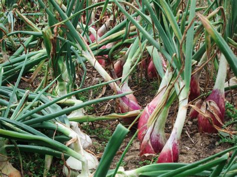 Organic onions at Yalding gardens © Oast House Archive cc-by-sa/2.0 :: Geograph Britain and Ireland