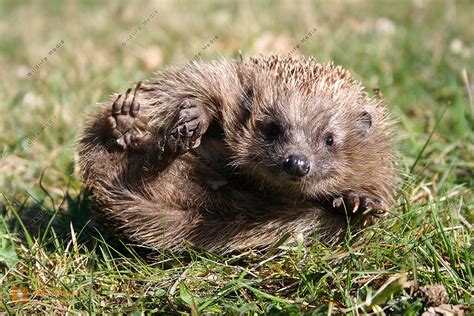 Bestellen - Igel (Erinaceidae) in freier Wildbahn - Bildagentur