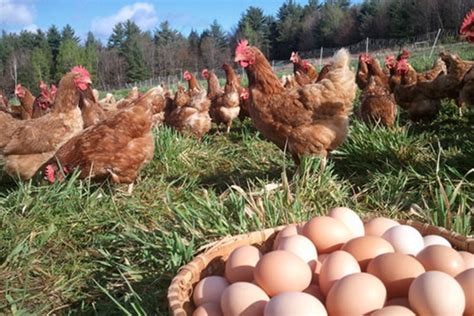 Diferencia entre huevos Industriales, orgánicos y de granja – Gallinas ponedoras