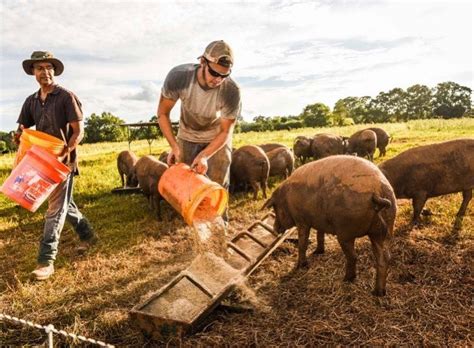 White Oak Pastures – Soil Centric