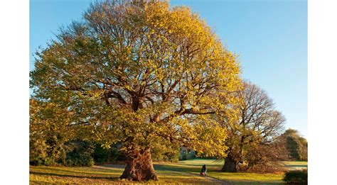 Five terrific tree facts for Arbor Day | DK Find Out!