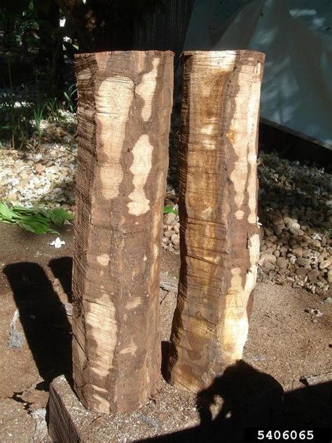 walnut twig beetle (Pityophthorus juglandis ) on black walnut (Juglans nigra ) - 5406065