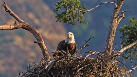 Two Big Bear bald eagle chicks hatch on livestream | KSRO