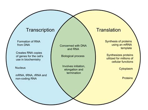 Difference Between Transcription and Translation - diff.wiki