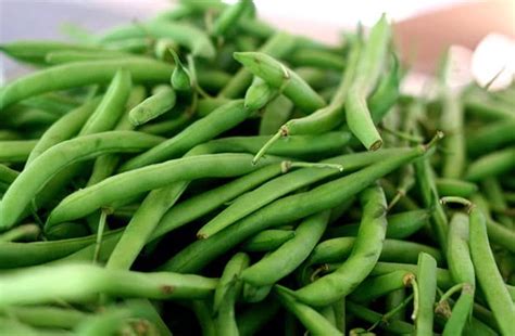 How To Use Your Abundant Green Bean Harvest | GARDENS NURSERY