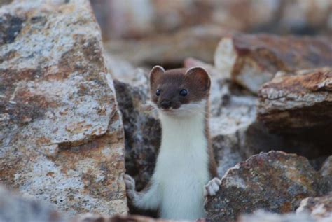 Adorable Killer Ermines Found To Contain Three Distinct Species Of ...