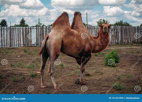 Domestic Bactrian Camel on the Farm Stock Image - Image of agricultural ...