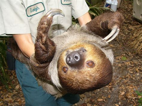 The Online Zoo - Hoffmann's Two-toed Sloth