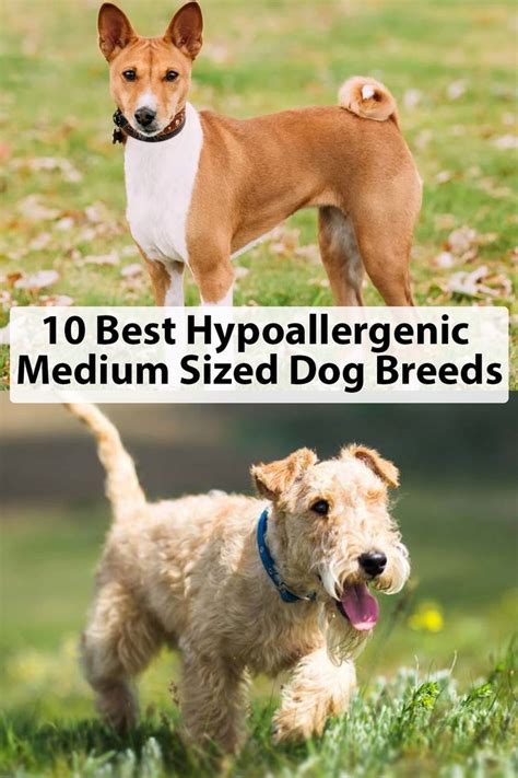 10 Best Hypoallergenic Medium Sized Dog Breeds | Dog breeds medium, Dog breeds that dont shed ...