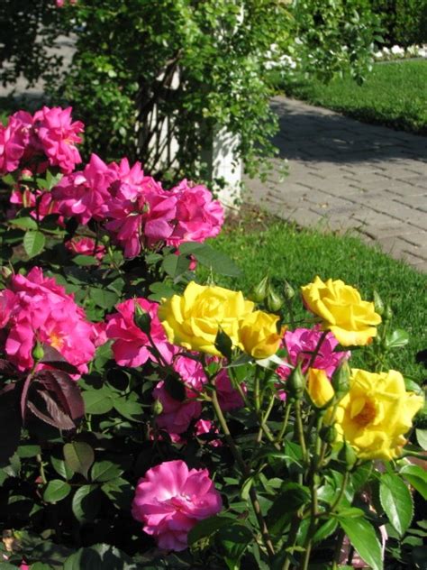 Know and Grow the Optimum Roses: How to Take care Rose Plants?