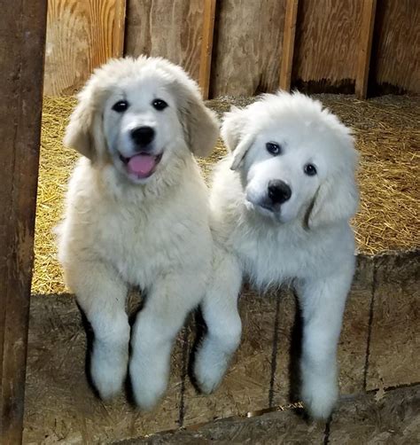 Great Pyrenees Puppies For Sale | Mount Orab, OH #295010