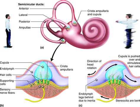 Auditory Ossicles Embedded Model - Google zoeken | Ear anatomy, Physiology, Biology lessons