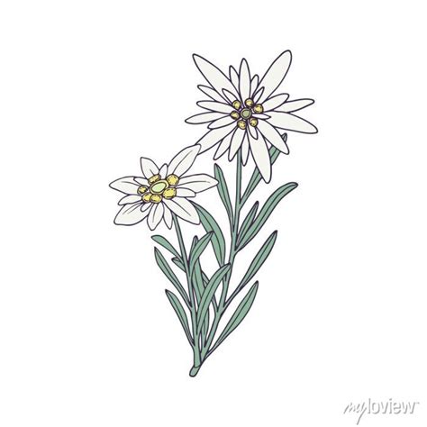 Edelweiss Flower Vector | ubicaciondepersonas.cdmx.gob.mx