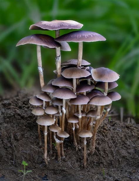 Exploring Psilocybe stuntzii: Identification Guide & Key Features