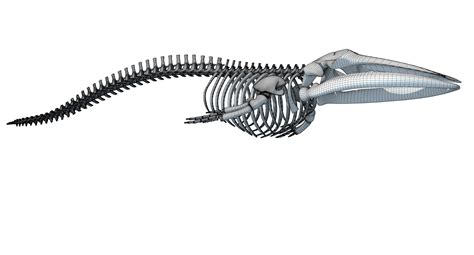 Fin whale skeleton model - TurboSquid 1254465