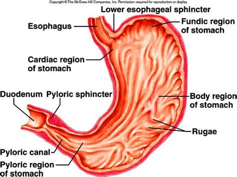 What is the function of the pyloric sphincter? | Socratic