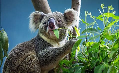 How Is Climate Change Deadly For Australia's Koala Population ...