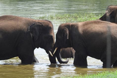 Bannerghatta National Park Timings, Ticket Price, Photos, Safari ...