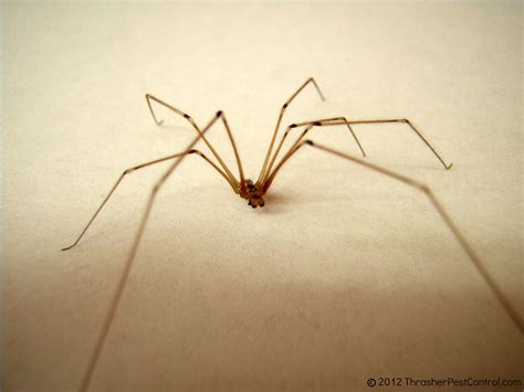 Cellar Spider, Daddy-long-legs | Thrasher Termite & Pest Control