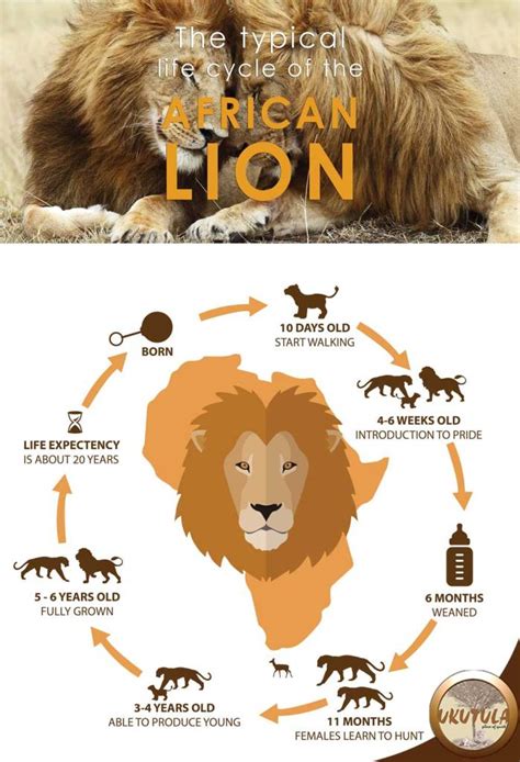 Life Cycle Of A Lion