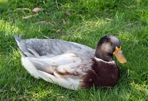 Cute and Hilarious Duck Names: Ultimate Name for Your Feathered Pal - EXOtella