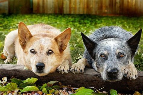 red heeler on Tumblr | Blue heeler dogs, Aussie cattle dog, Heeler puppies