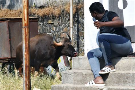 Gaur in Pune: Two gaurs and a lesson in urban wildlife management