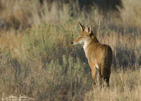 Wild and Wonderful - Antelope Island State Park - The Wildlife - Mia McPherson's On The Wing ...