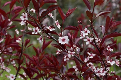 Purple Leaf Sand Cherry: Plant Care & Growing Guide