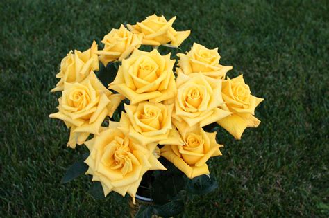 Bouquet Of Yellow Roses Free Stock Photo - Public Domain Pictures