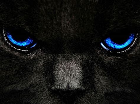 🔥 Free download Black Cat Blue Eyes Wallpapers [1600x1200] for your Desktop, Mobile & Tablet ...