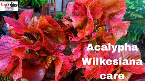 Acalypha wilkesiana care//Copper Leaf or Golden Acalypha care - YouTube