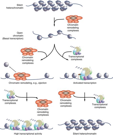 Chromatin Remodeling | SpringerLink