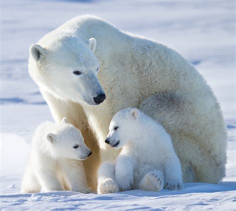 Photos: Polar bear cubs | Canadian Geographic