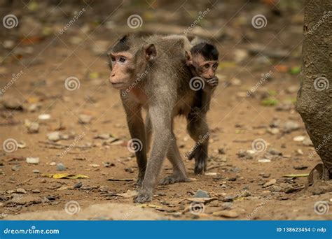 Long-tailed Macaque Carries Baby Over Leafy Ground Stock Photo - Image ...