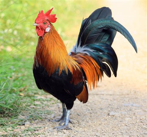 Rooster prompts potential changes to county ordinance – Mid Rivers Newsmagazine