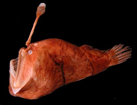 External Anatomy - The Anglerfish