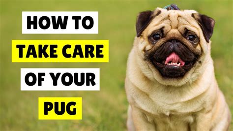 How to TAKE CARE Of a Pug 🥰 - YouTube