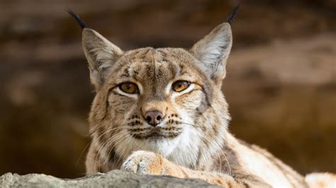 Lynx and Bobcat | San Diego Zoo Animals & Plants