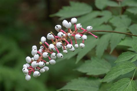 How to Grow and Care for Baneberry Shrubs (Actaea)