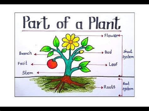 the parts of a plant labeled in pictures