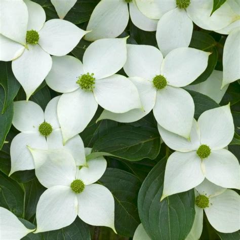 Cornus kousa – Caragh Nurseries