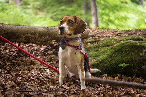 10 Best Small Dog Breeds to Take Hiking and Backpacking - Lucky Dog ...