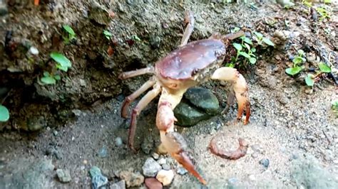 Animal, River, Crab. Free Stock Video - Pixabay