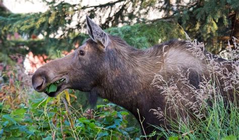 Moose - Key Facts, Information & Habitat